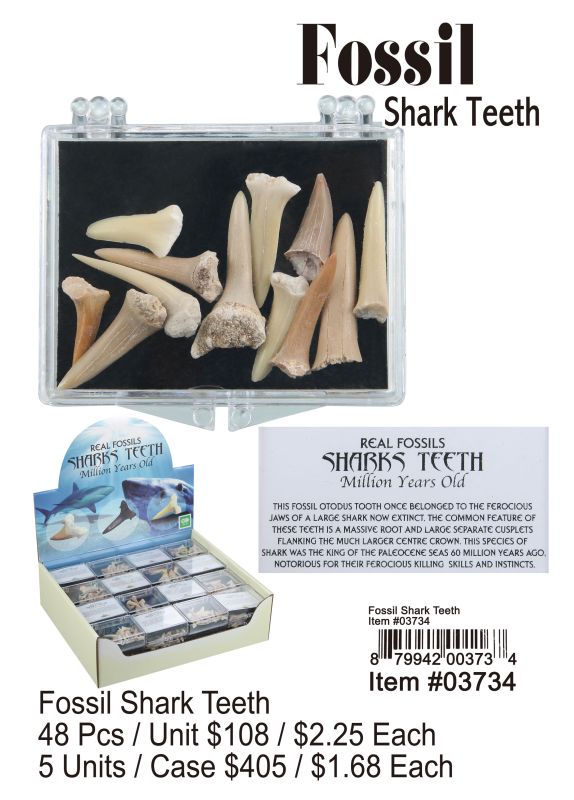 Fossil Shark Teeth - 48 Pieces Unit
