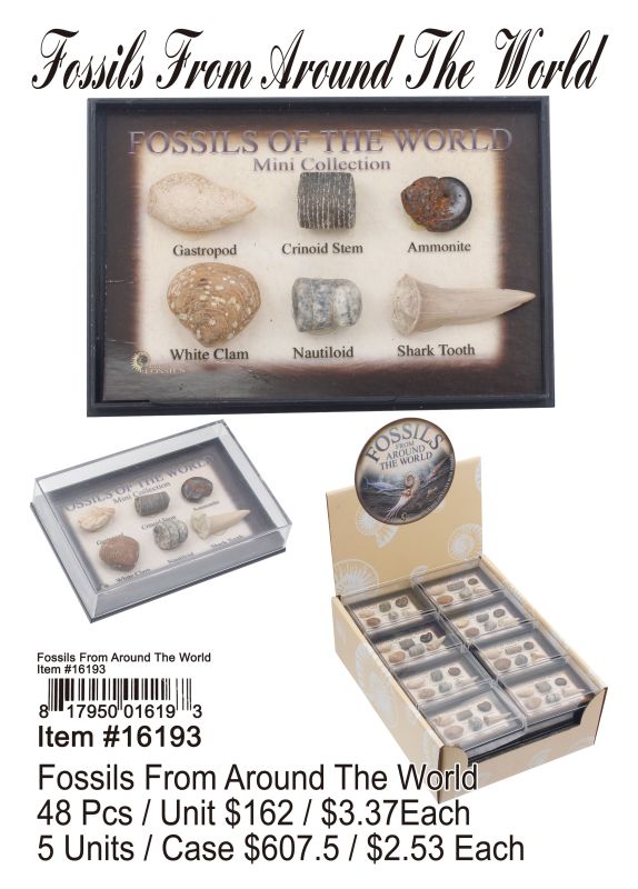 Fossils From Around The World - 48 Pieces Unit