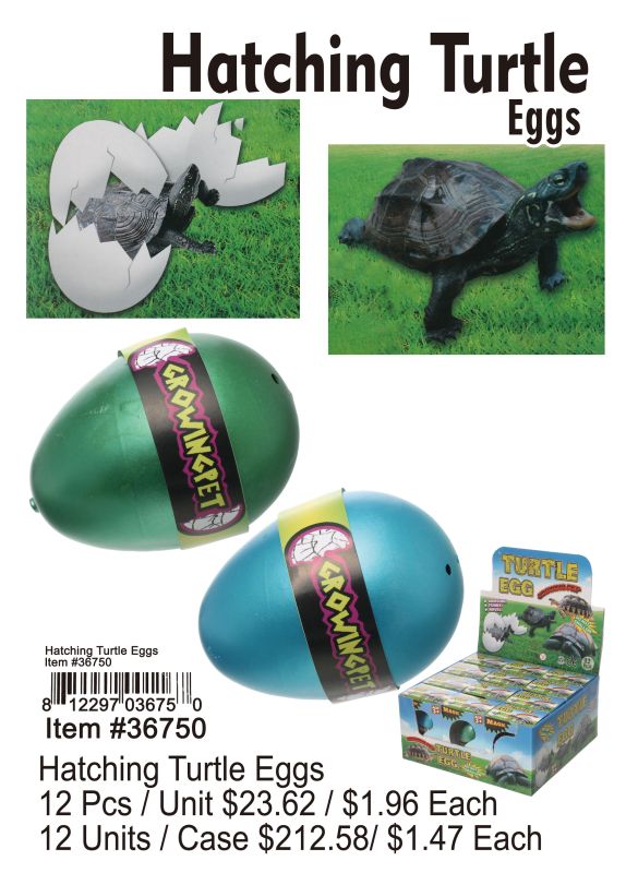 Hatching Turtle Eggs - 12 Pieces Unit